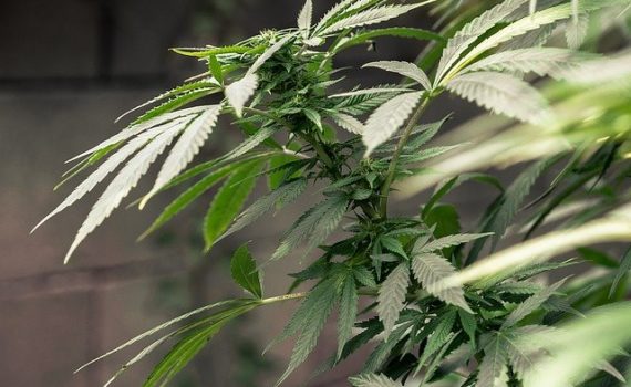 North Carolina wants to penalize smokable hemp