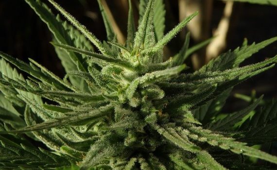 ¿Por qué el cannabis legal está incrementando el mercado negro?