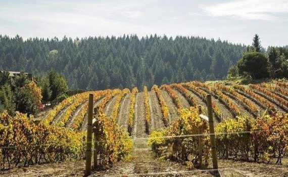 Guerra entre viticultores y cultivadores de marihuana de California