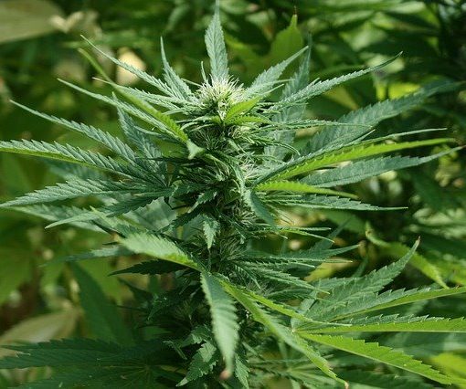 A 60-year-old patient is jailed for growing cannabis in Missouri