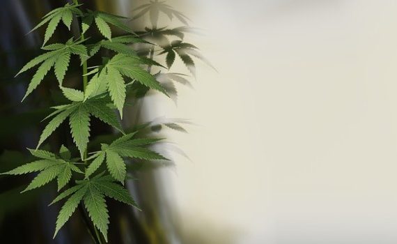 Elementary principles of cannabis genetics