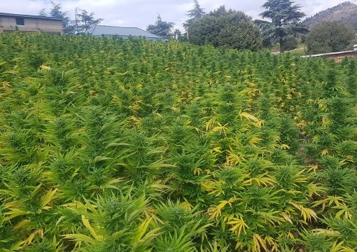 Cultivar marihuana en guerrilla