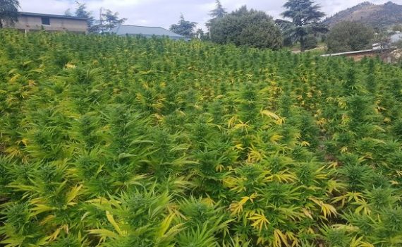 Growing marijuana in guerrilla