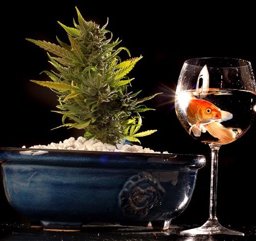 Principles of marijuana cultivation in aquaponics