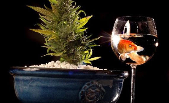 Principles of marijuana cultivation in aquaponics