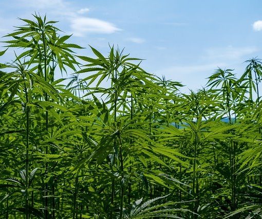 Los vehículos utilizarán combustible de cáñamo