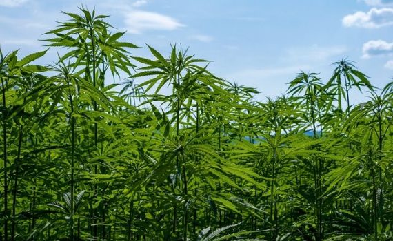 Los vehículos utilizarán combustible de cáñamo