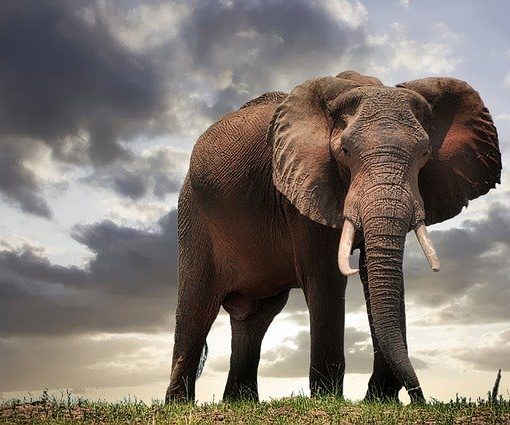 A British company is growing medical cannabis in Zimbabwe