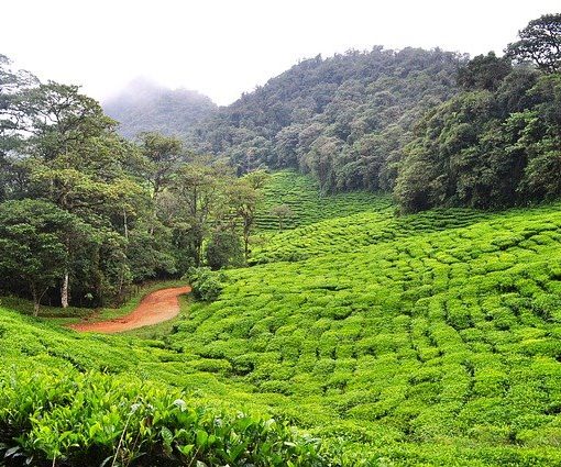 Colombia's cannabis industry is in danger