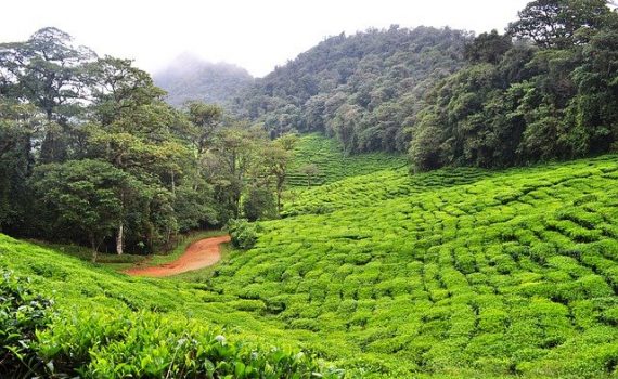 La industria del cannabis de Colombia está en peligro