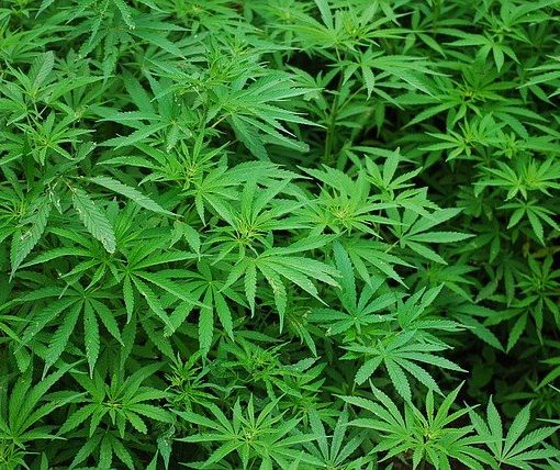 Defoliation of marijuana to obtain larger flowers