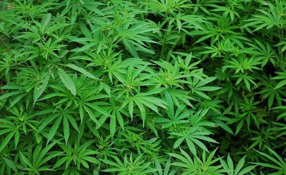 Defoliation of marijuana to obtain larger flowers
