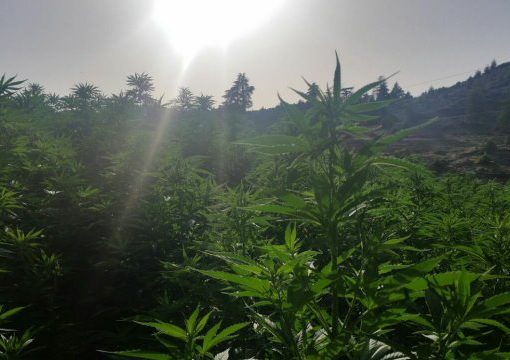 First legal outdoor cannabis cultivation on the east coast of the USA