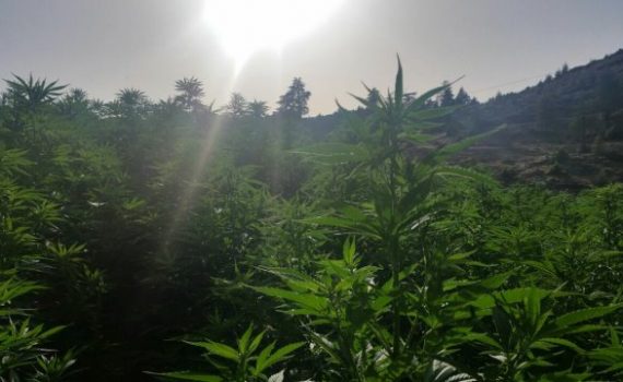Primer cultivo legal de cannabis al aire libre en la costa este de USA