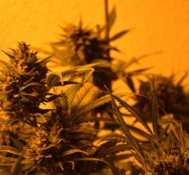 Como instalar las luces del cultivo interior de cannabis