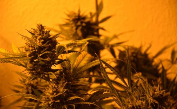 How to install indoor cannabis grow lights