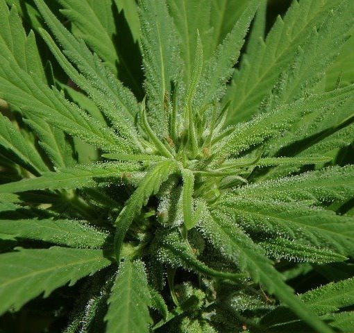 Low-cost cannabis to fight the illegal market in Canada