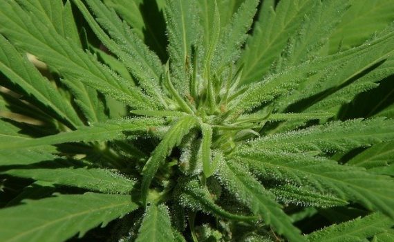 Low-cost cannabis to fight the illegal market in Canada