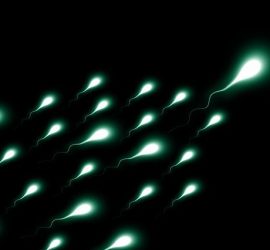 Los consumidores de marihuana producen más espermatozoides