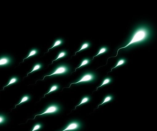 Los consumidores de marihuana producen más espermatozoides