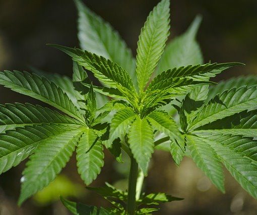 Medical and legal study on CBD