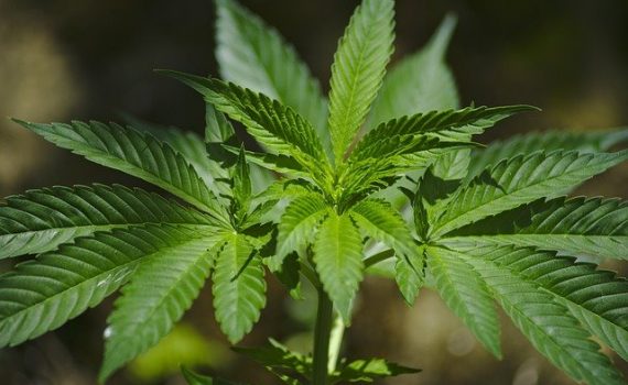 Medical and legal study on CBD