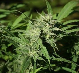 Nuevo estudio sobre el CBD para tratar el Parkinson