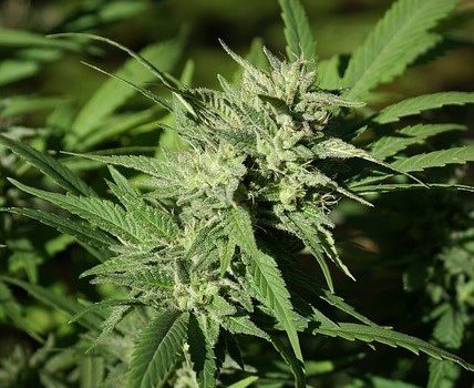 New study on CBD to treat Parkinson's