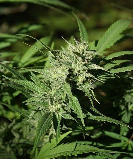 New study on CBD to treat Parkinson's