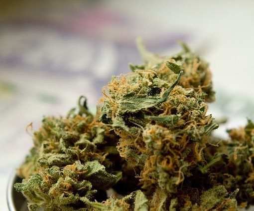 Optimizing autoflowering marijuana indoor cultivation