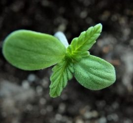 La importancia del PH en el cultivo de cannabis