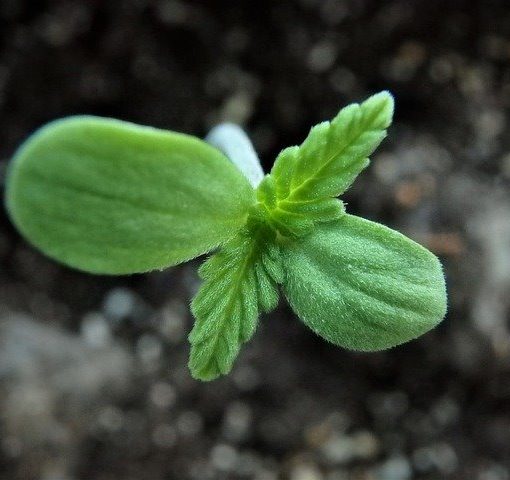 La importancia del PH en el cultivo de cannabis