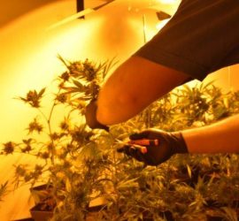 La importancia de los nutrientes PK en el cultivo de cannabis