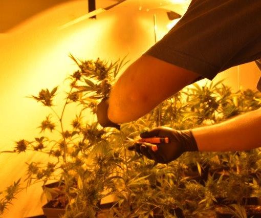 The importance of PK nutrients in cannabis cultivation