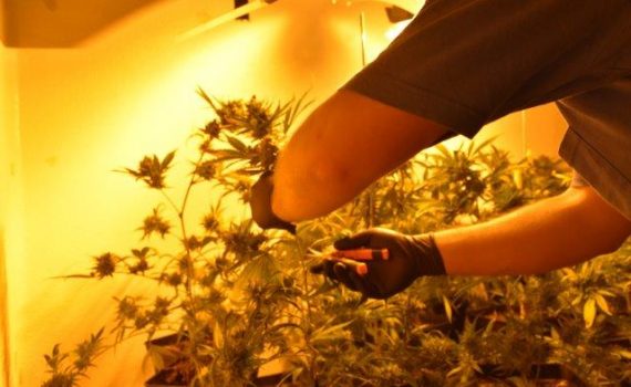 The importance of PK nutrients in cannabis cultivation