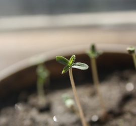 La importancia de controlar la EC en el cultivo de cannabis