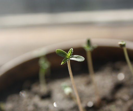 La importancia de controlar la EC en el cultivo de cannabis
