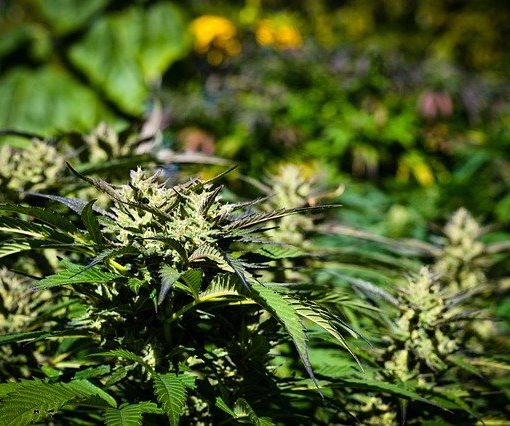 The sustainable cannabis industry