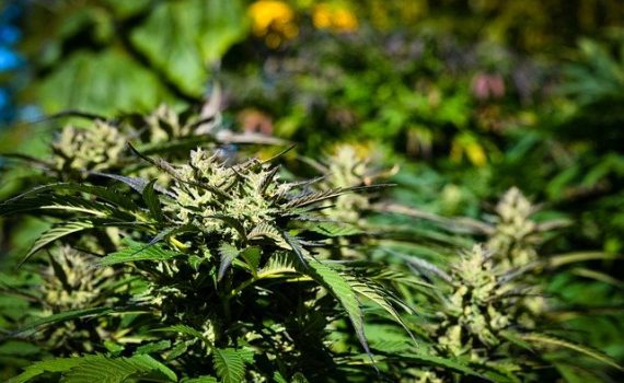 La industria sostenible del cannabis