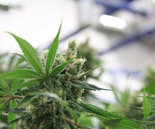 Indoor cannabis cultivation time