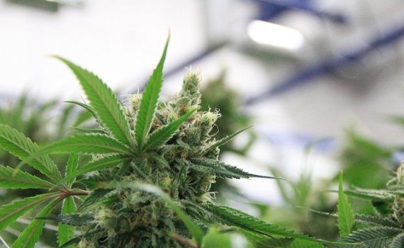 Indoor cannabis cultivation time