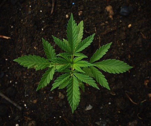 When marijuana doesn't bloom