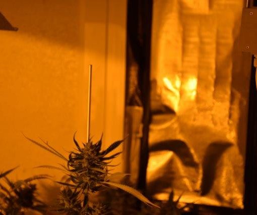 How to set up an indoor cannabis growing space