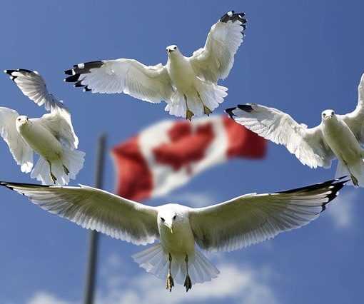 One year after legalization of cannabis in Canada